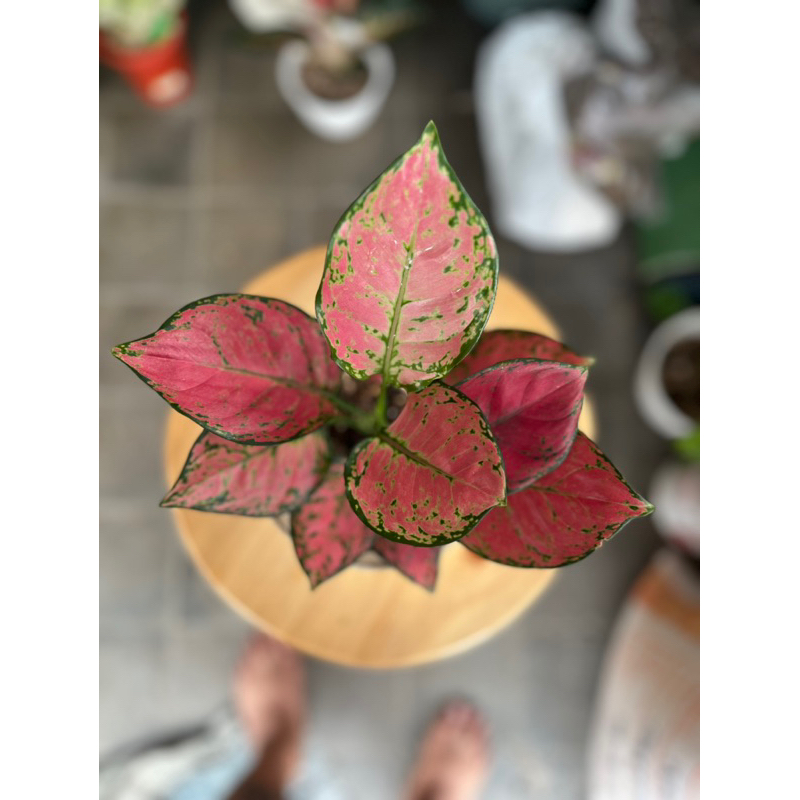 aglaonema Red Anjamani