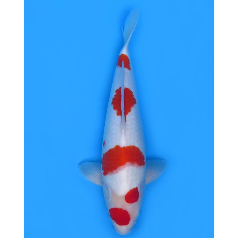 Ikan koi Kohaku size 30cm - Ikan koi Blitar - Koi Grade A