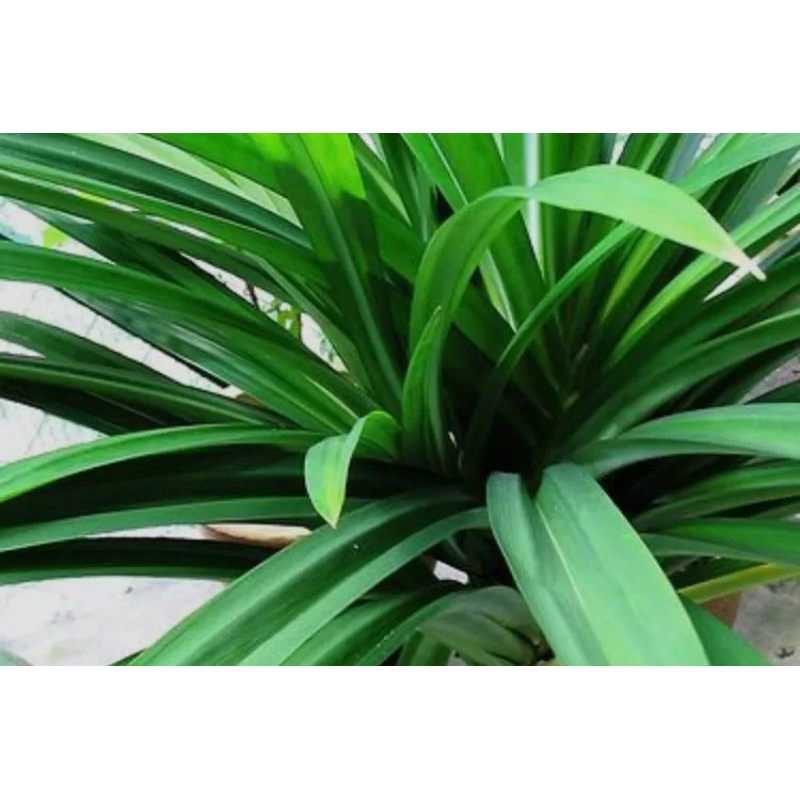 

daun pandan 10 lembar