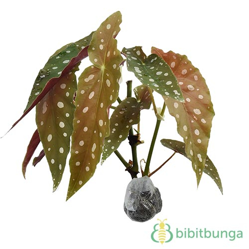 Tanaman hiasan-begonia polkadot murah