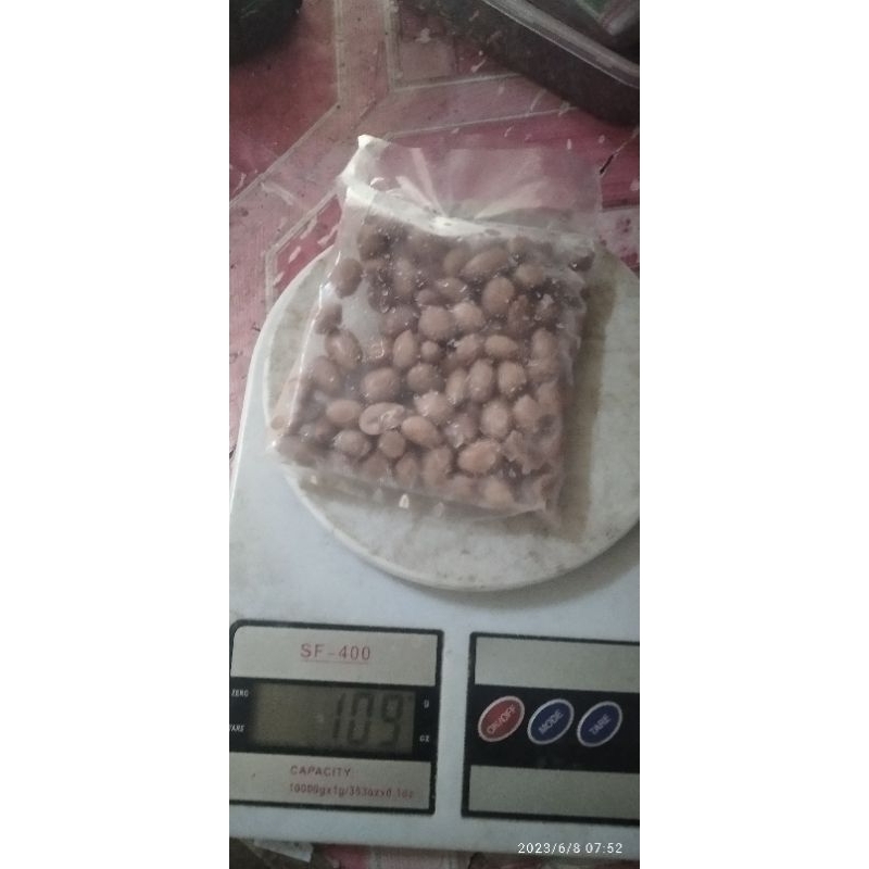 kacang presto umpan bawal
