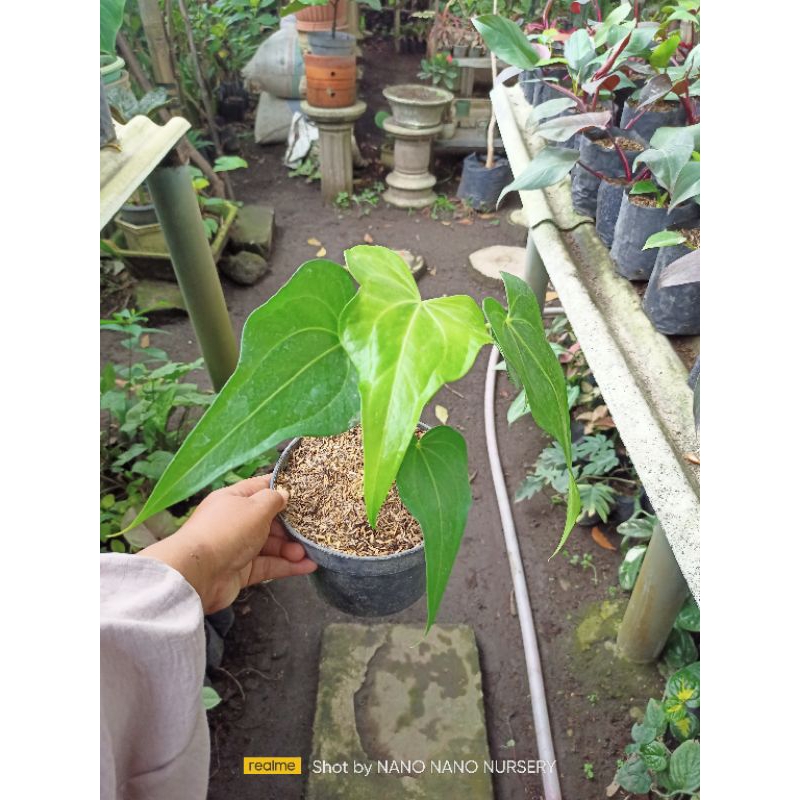 anthurium macrolobium