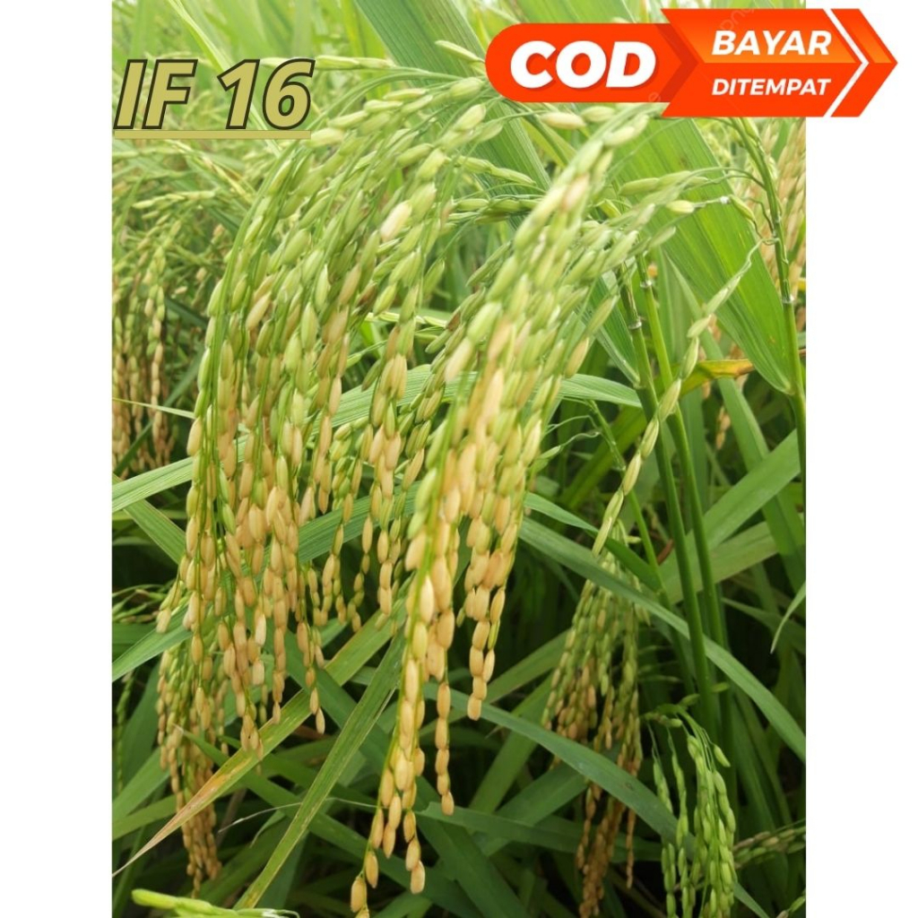 Benih Bibit Padi IF 16 / Bibit bobot 5kg Berkualitas