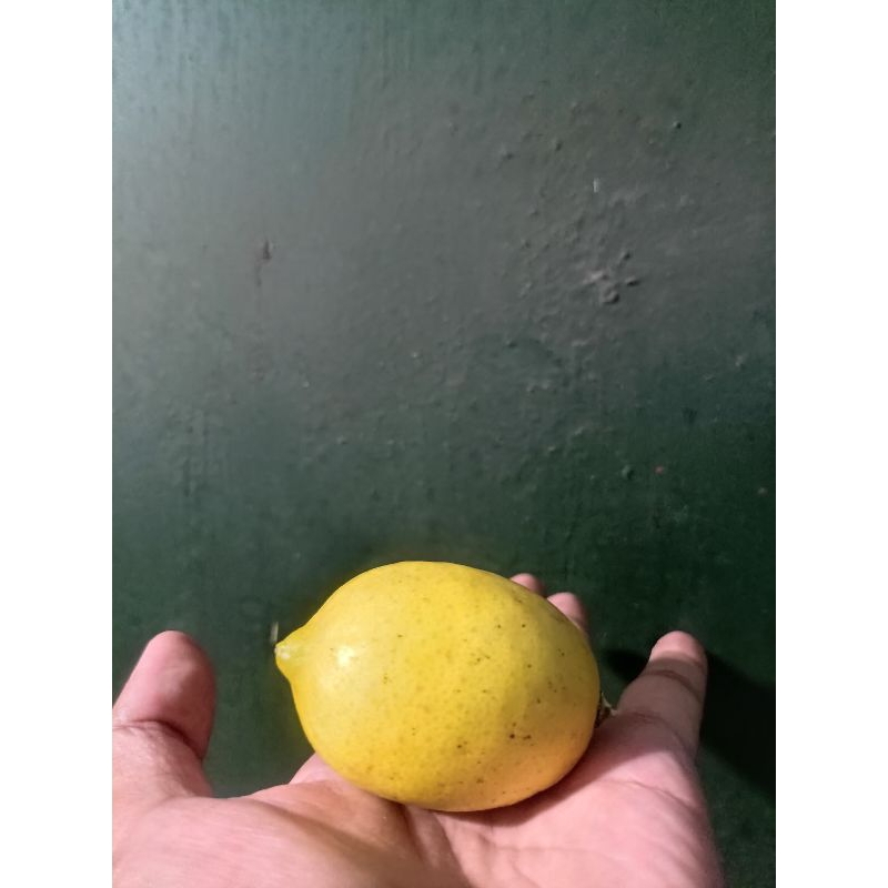 

Jeruk lemon