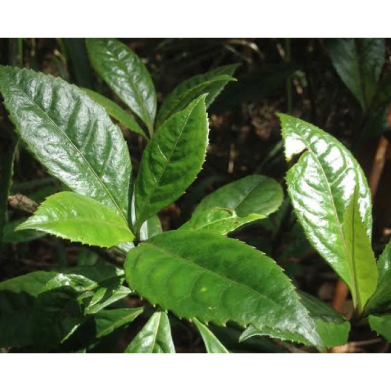 

Daun karas tulang segar petik langsung 500 gram-az