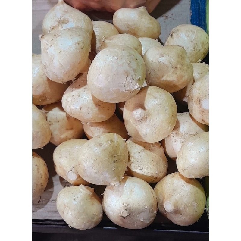 

Bengkoang 1 kg