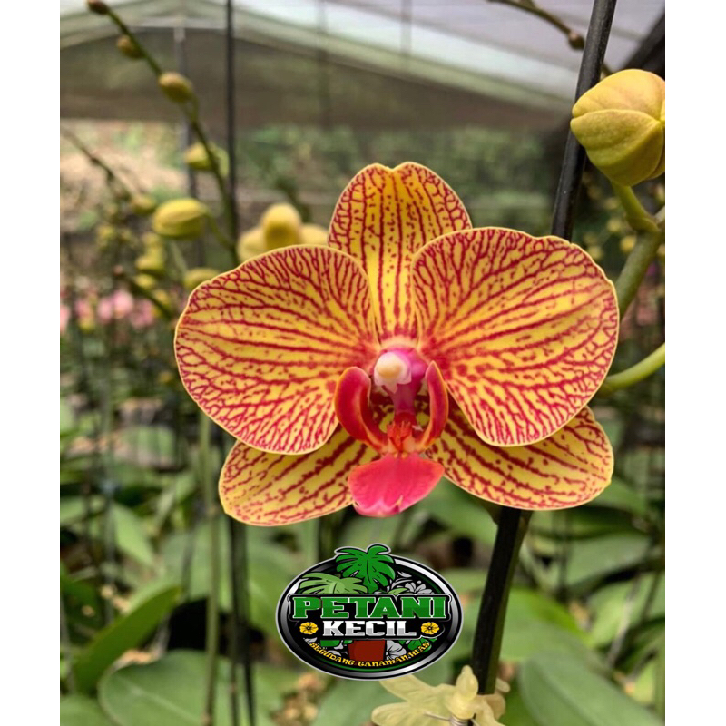Anggrek Bulan Orange  Spike - Anggrek Bulan Spike