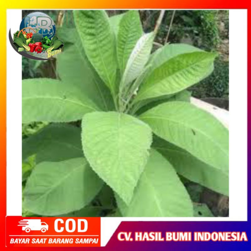 

Daun sembung segar 100gram obat herbal alami