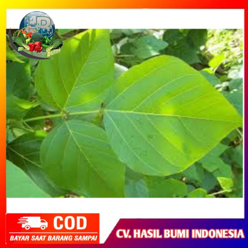 

Daun Dadap segar 100gram obat herbal