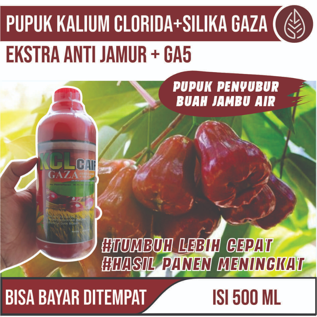 Pupuk Pelebat Buah Jambu Air Merah Anti Hama dan Penyakit Pada Tanaman Buah Jambu Air, Pupuk Semprot