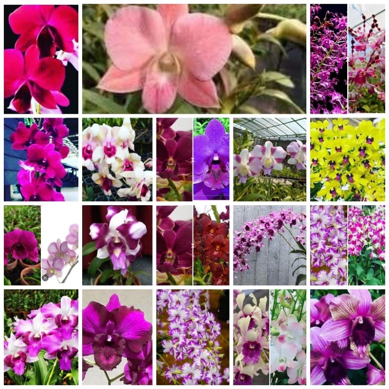 PROMO Anggrek Dendrobium Remaja Jumbo Siap bunga sdh tutup daun Murah clone import Bangkok Original Plant