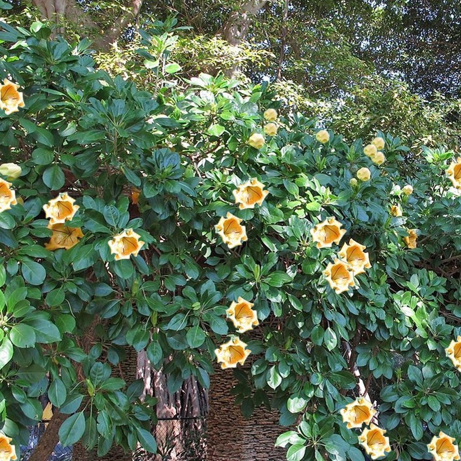 Bunga Cangkir Mas Terompet Solandra Grandiflora Tanaman Hias 1020