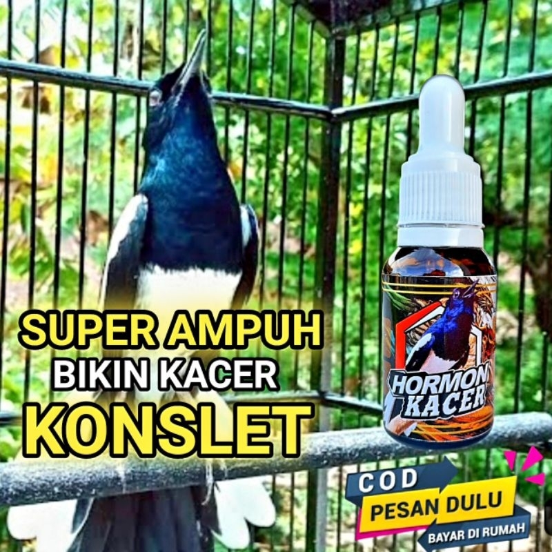 HORMON KACER VITAMIN AMPUH PENGGACOR KACER TERCEPAT BIKIN KACER KONSLET BUKA EKOR