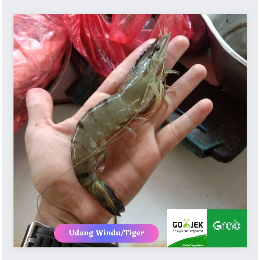 

Udang Windu/Tiger Segar 1Kg