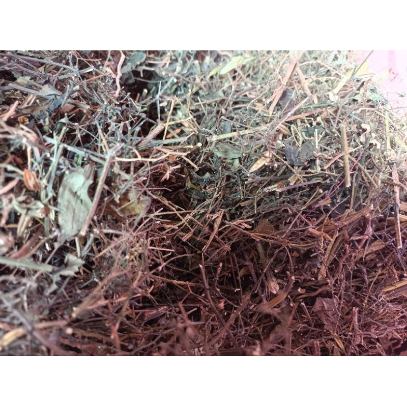 

Daun Sambiloto kering