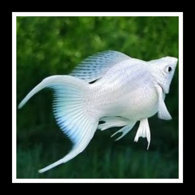 IKAN HIAS AQUARIUM MOLLY BALON CAWANG