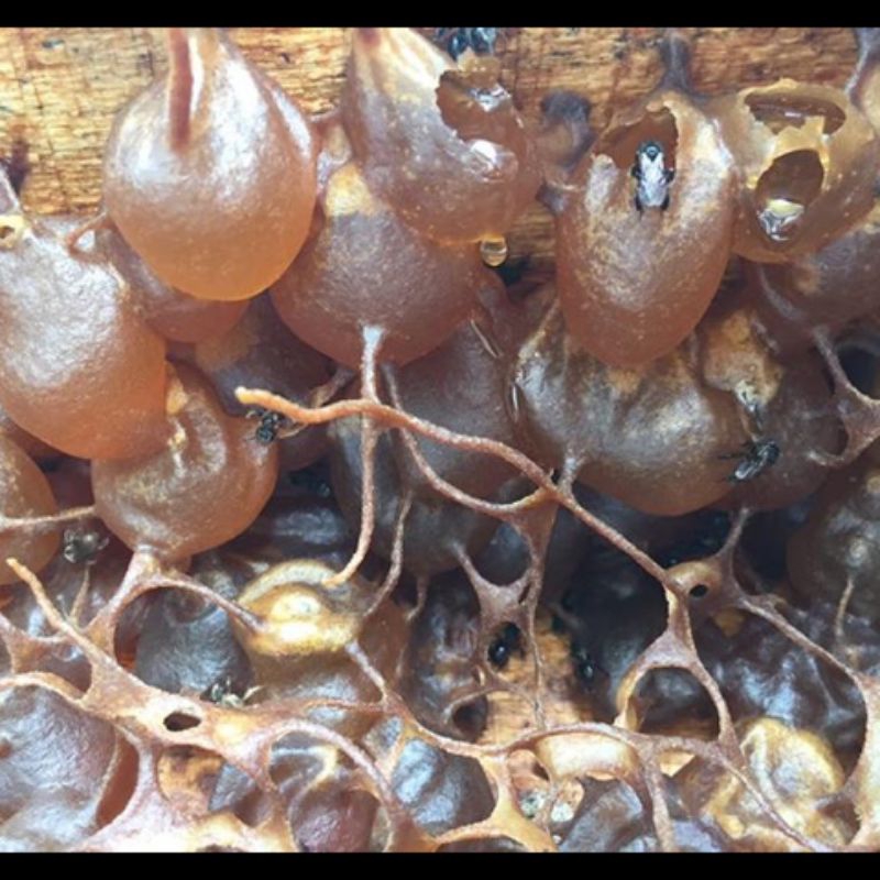 

GRATIS ONGKIR heterotrigona itama hasilkan madu terbaik penyerbukan bunga buah terbaik