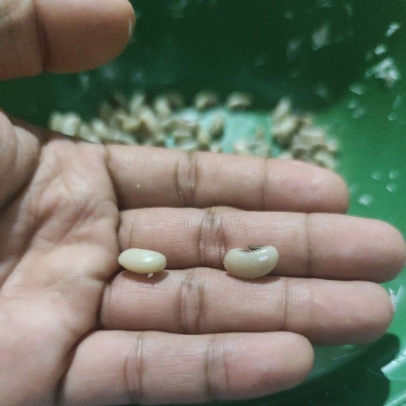 

❤️ 1 KG Kacang Tolo Putih Konsumsi Organik