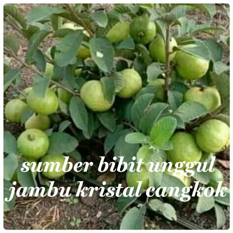 bibit jambu kristal cangkok