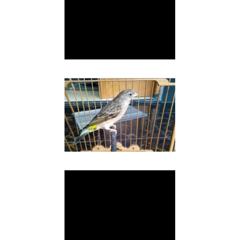 Blackthroat Betina siap kawin