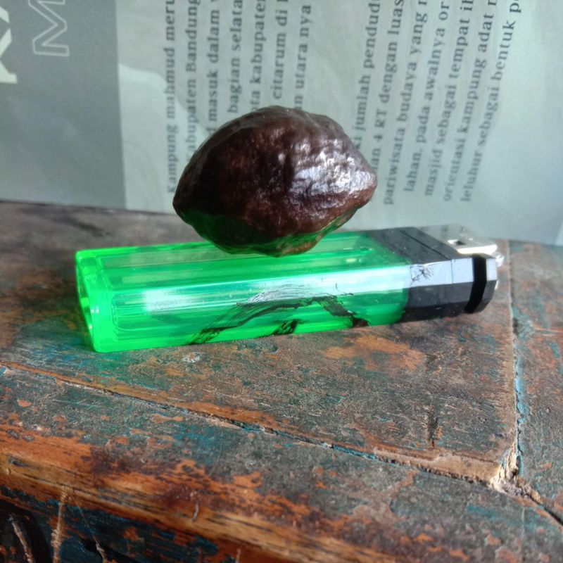 MUNCANG ADU JENIS JAYANTI