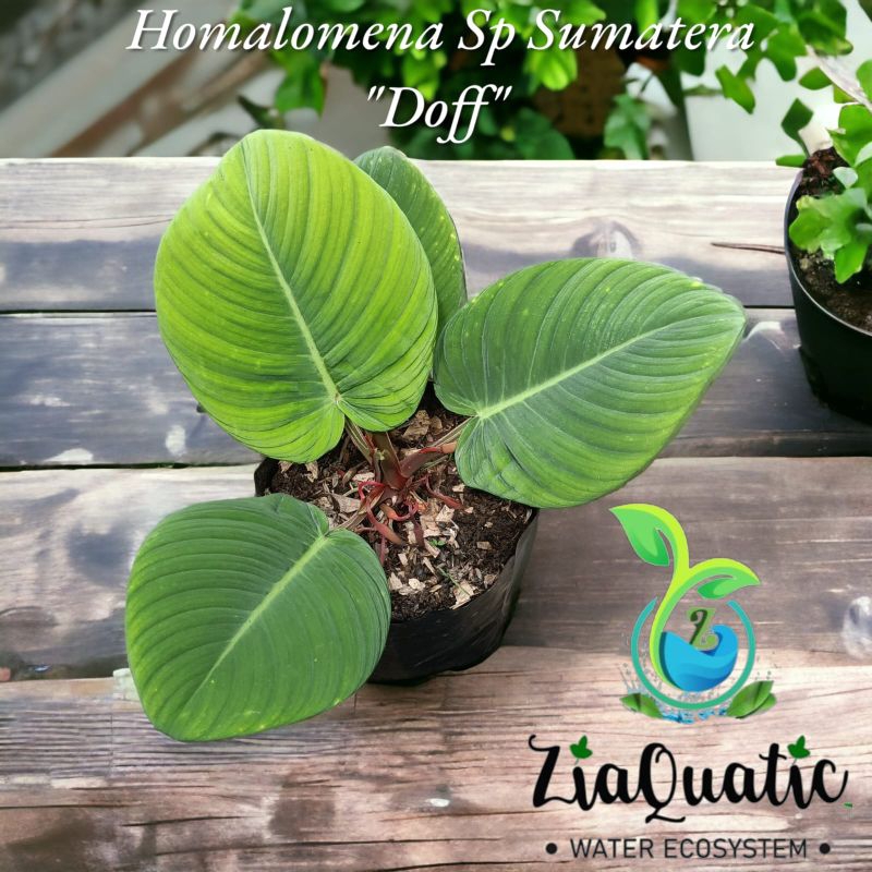 Homalomena Sp Sumatera "Doff" - Tanaman Hias Paludarium Jungleplant Indoorplant