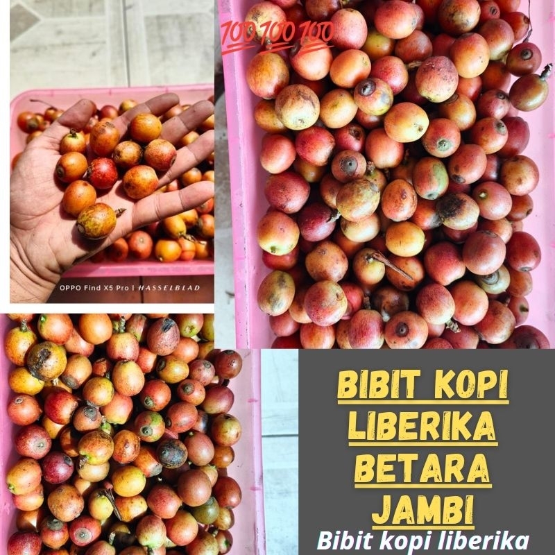 Bibit Kopi Liberika Jambi tungkal Betara