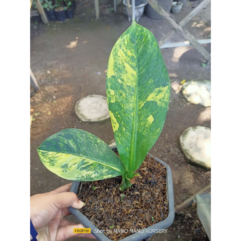 diven panglima variegata