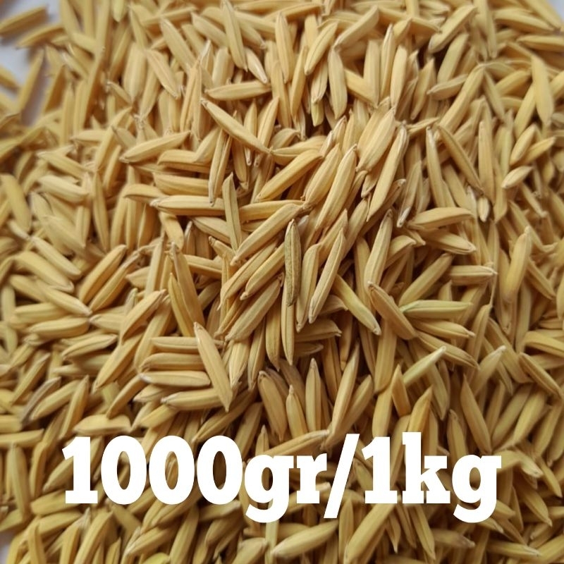 BENIH PADI BASMATI 1KG (Basmati/Baroma 1121)