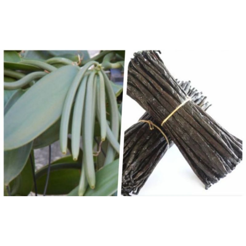 

Jual 20gr VANILI KERING VANILLA BEANS VANILA STIK