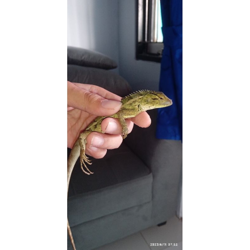 Bunglon Taman (Calotes Versicolor) Hidup