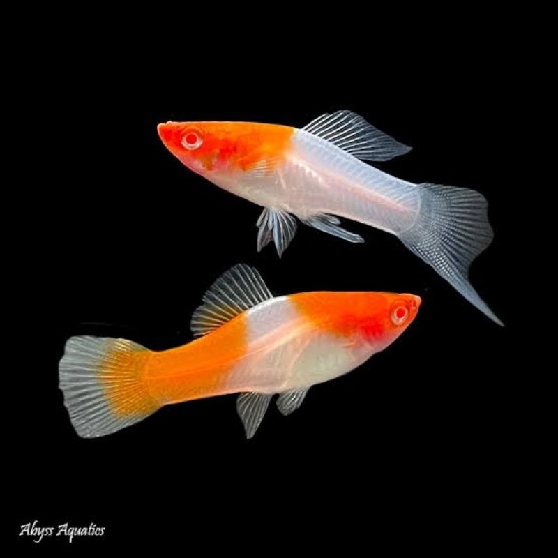 kohaku swordtail