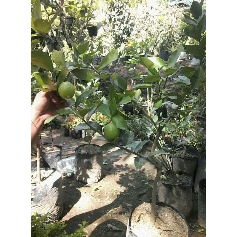 BIBIT JERUK LEMON SUDAH BERBUAH