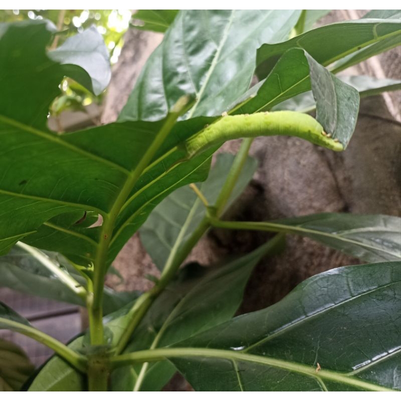 ULET MENGKUDU / ULET KEKET UNTUK UMPAN MANCING HARGA PER 10 EKOR