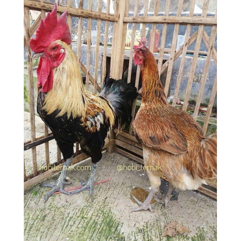 telur fertil ayam pelung