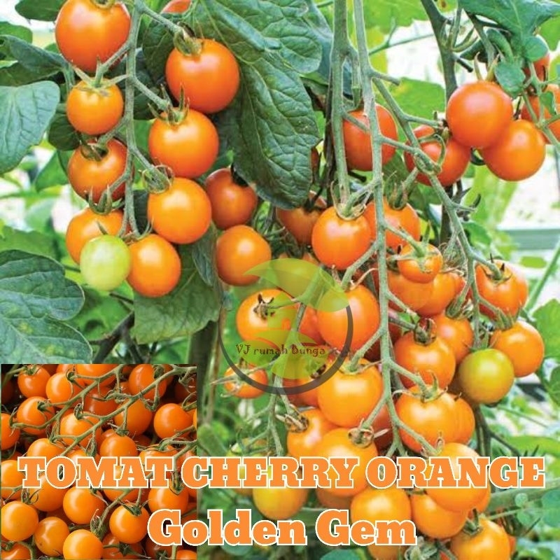 4biji -  Benih tomat cherry orange golden gem F1