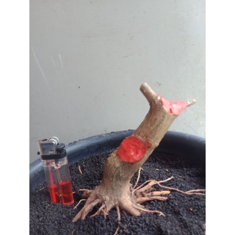 sancang mame prospek program akar