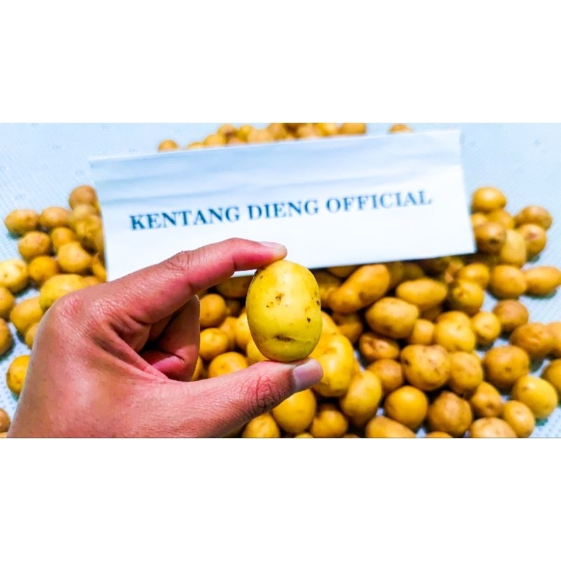 

Kentang Rendang Dieng (Kentang Mini) 500gr