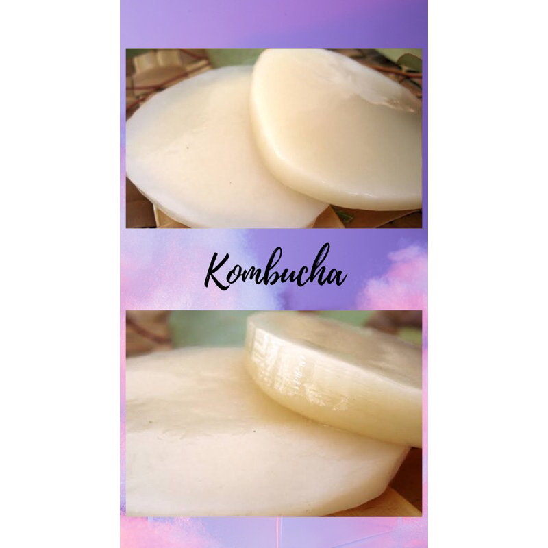 

Kombucha Baby scoby