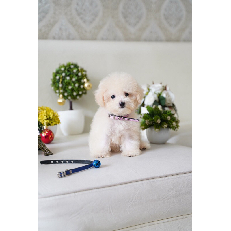 Tiny Toy Poodle Puppy Fawn Light Apricot Teddy Face