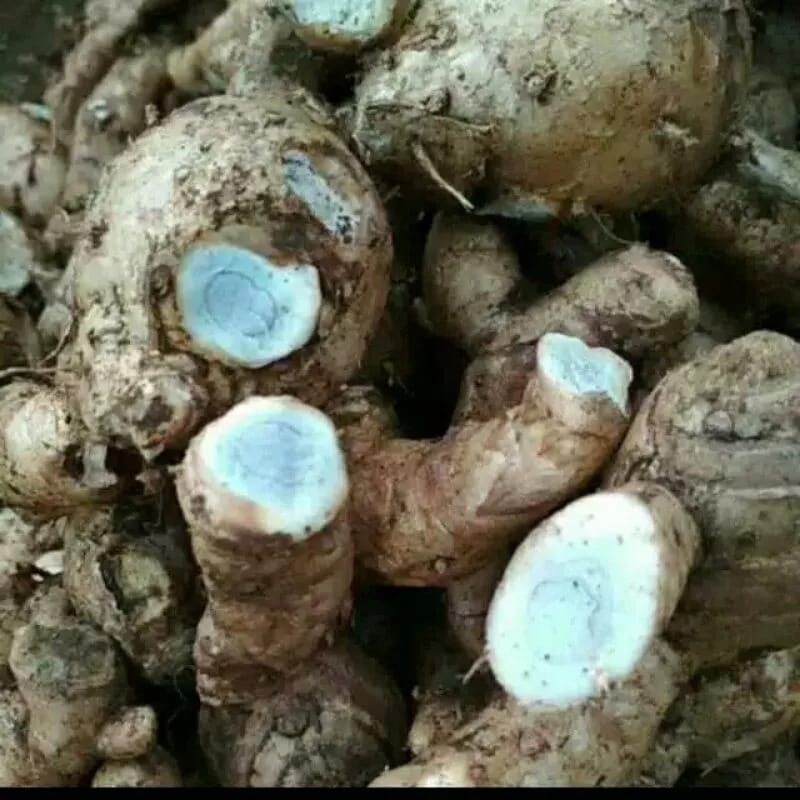 Temu Ireng / Temu hitam Obat Herbal Segar