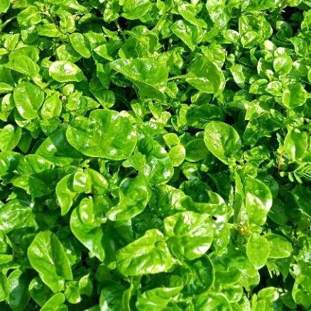 BIBIT BAYAM BRAZIL || DYN GARDEN || ORGANIK || STEK BATANG BAYAM BRAZIL || SAYUR BAYAM BRAZIL SEGAR|