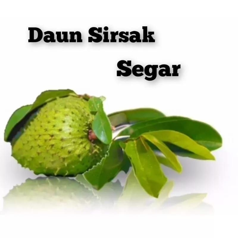 

Daun Sirsak Segar Anti Kanker Dan Tumor Organik non Kimia 100 Lebar Obat Herbal