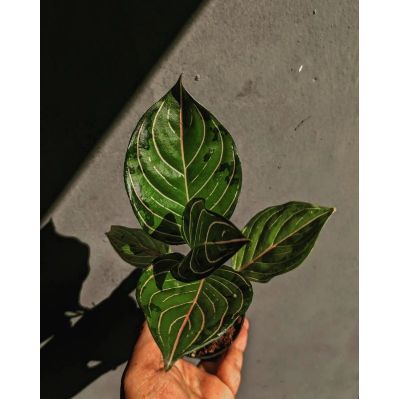 aglaonema pictum x rotundum realpic red army aglonema