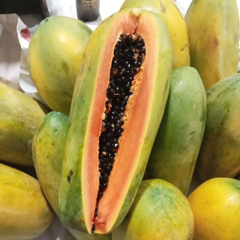 

paya kalifornia sedang 1 buah