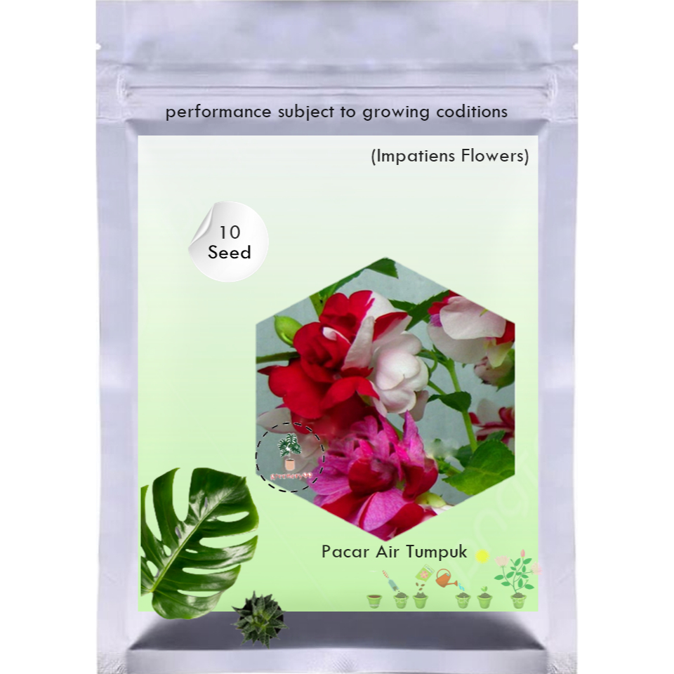 Benih Bibit Biji Bunga Pacar Air Tumpuk Warna Warni Impatiens