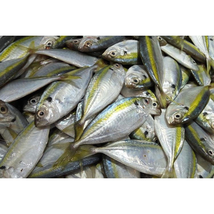 

ikan kembung 500gram