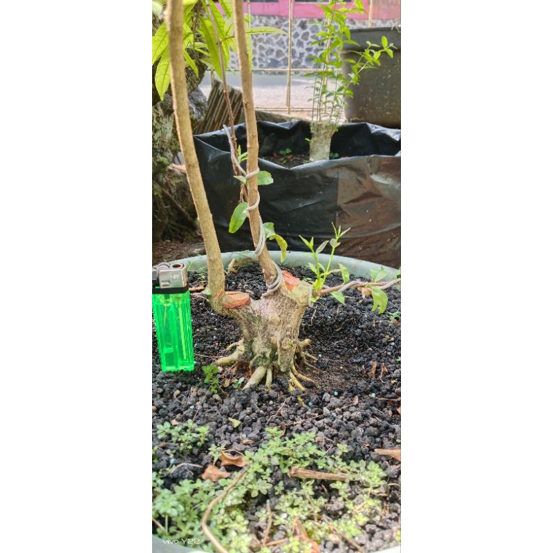 cangkokan anting putri