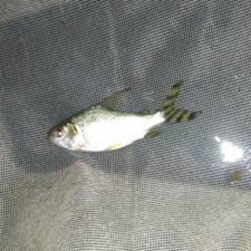 hiasan aquarium ikan yellow feifeng