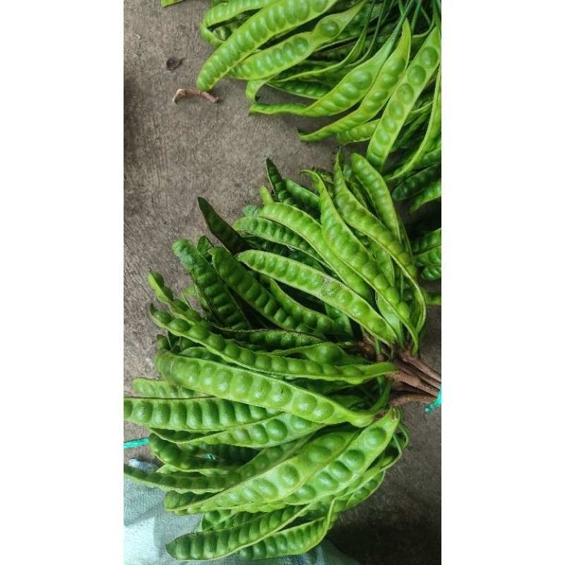 

Petai Super Grade A+